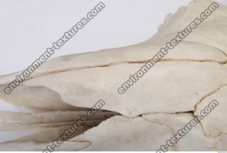 Photo Reference of Animal Skull